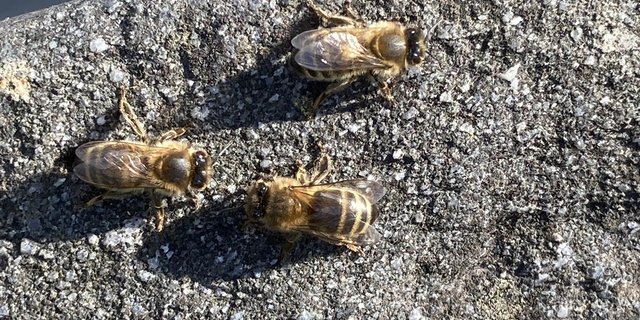 Vertreterinnen der Rasse «Dunkle Biene», die vor allem in den Voralpen und Voralpen anzutreffen ist. (Bild Alexandra Stückelberger)