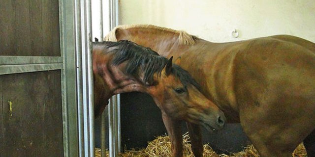 Intensiver Körperkontakt trotz getrennten Ställen: Die Sozialbox. (Bild Agroscope)