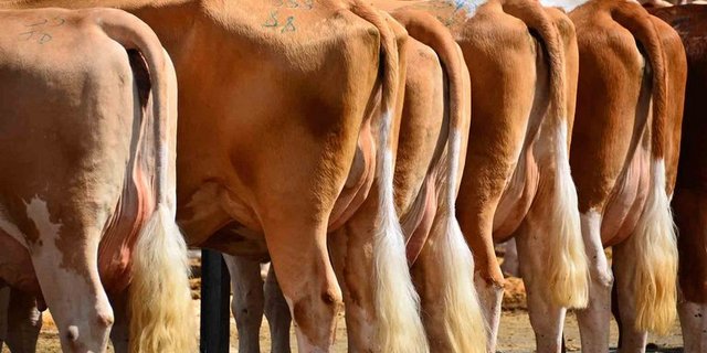 Für eine ökologische und ökonomische Pflege des Grünlandes bietet sich laut BLW die Tierzucht an. (Bild Rob Laan/landwirtschaft.ch)