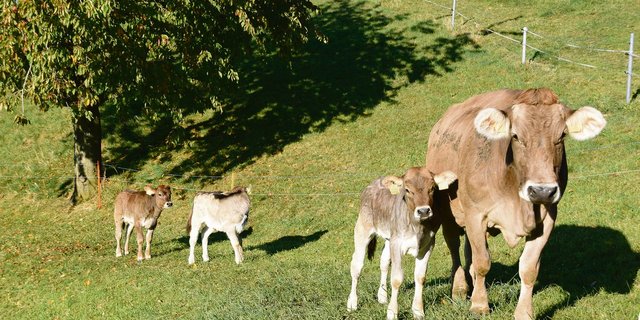 Natura-Veal soll die geringeren Tierzahlen beim Natura-Beef kompensieren. Ob dies auf die Dauer gelingt, wird sich zeigen. Der Kalbfleischkonsum war in den letzten Jahren stark rückläufig.  (Bild akr)