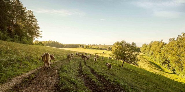 Demeter-Kühe werden besonders tierfreundlich und mit Hörnern gehalten. (Bild: Demeter Schweiz)