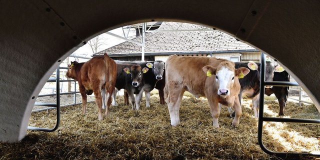 Mit Stroh eingestreut und überdacht wird der Auslauf von diesen «Freiluftkälbern» rege genutzt. Die frische Luft habe seinen Kälbern gutgetan, sagt Landwirt Thomas Waeber: «Denn schlechte Luftqualität im Iglu greift die Lunge an.»