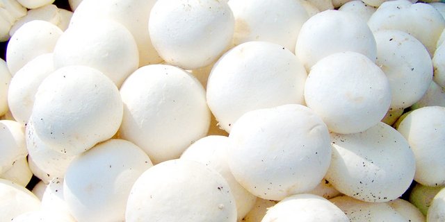 Champignons werden in Regalen kultiviert und wachsen das ganze Jahr über. (Bild Pixabay)