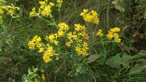 Jakobskreuzkraut wird 30 bis 100 Zentimeter hoch und verbreitet sich sehr erfolgreich über mit Fallschirmen versehene Samen. (Bild jsc)