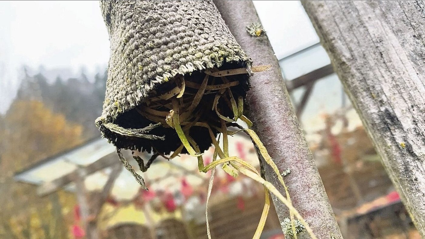Ein selbst gefertigter «Schlafsack» für Ohrwürmer, den natürlichen Feinden der Läuse, aus alten Feuerwehrschläuchen.