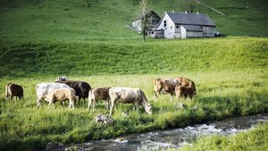 Von der Trockenheit ist in höheren Lagen derzeit noch weniger zu spüren als im Flachland.