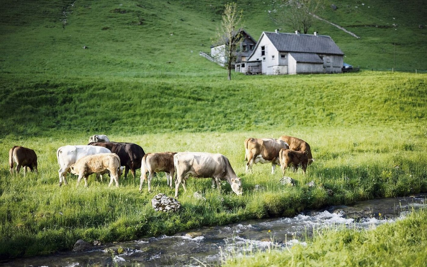 Von der Trockenheit ist in höheren Lagen derzeit noch weniger zu spüren als im Flachland.