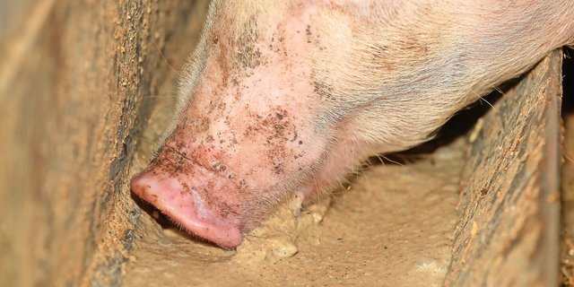 Schweine sind bekannt als Veredler von Nebenprodukten aus der Lebensmittelherstellung.