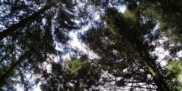 Damit ein Wald genutzt werden kann, muss er auch erschlossen sein. (Bild BauZ)