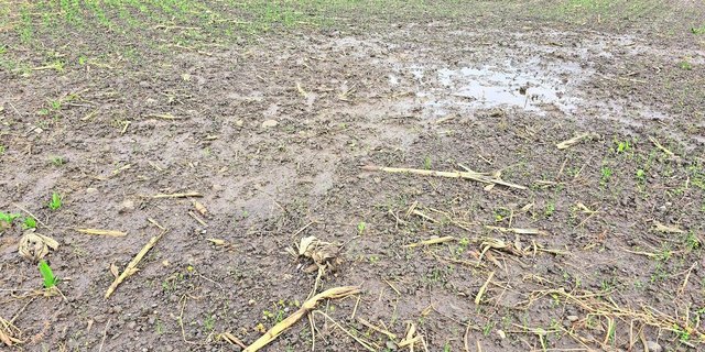 Wenn man aus dem schlimmsten Fall den besten machen muss: Wechselweizen kann eine Alternative sein.