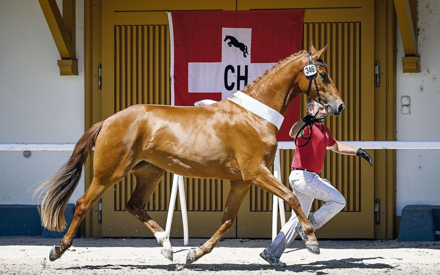 Dieses Pferd trägt laut BLW zu wenig zur Ernährungssicherheit bei und soll daher auch nicht mehr mit Bundesgeldern gefördert werden.