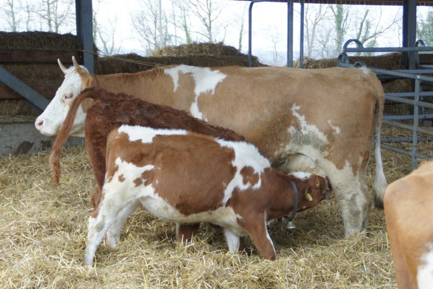 Die Nachfrage nach der Nischen-Milch steigt. (mw) 