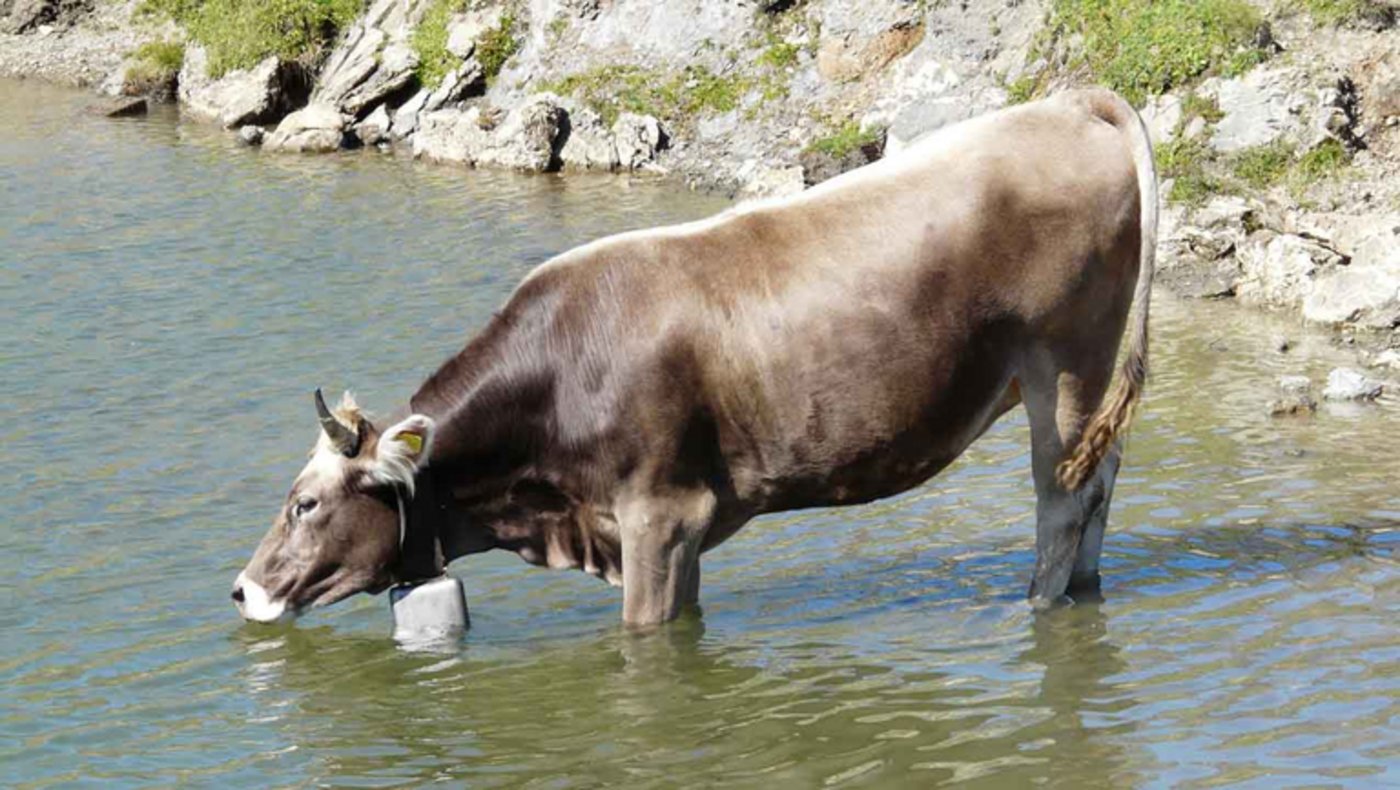 Laut SBV zielt die Initiative meilenweit am Ziel vorbei. (Hans-Jörg Rätz/landwirtschaft.ch)