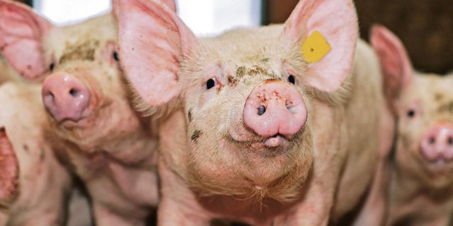 Nicht nur wegen Schweinen und ihren Gerüchen ist die tierintensive Luzerner Landwirtschaftunter Druck. (Symbolbild «die grüne»)