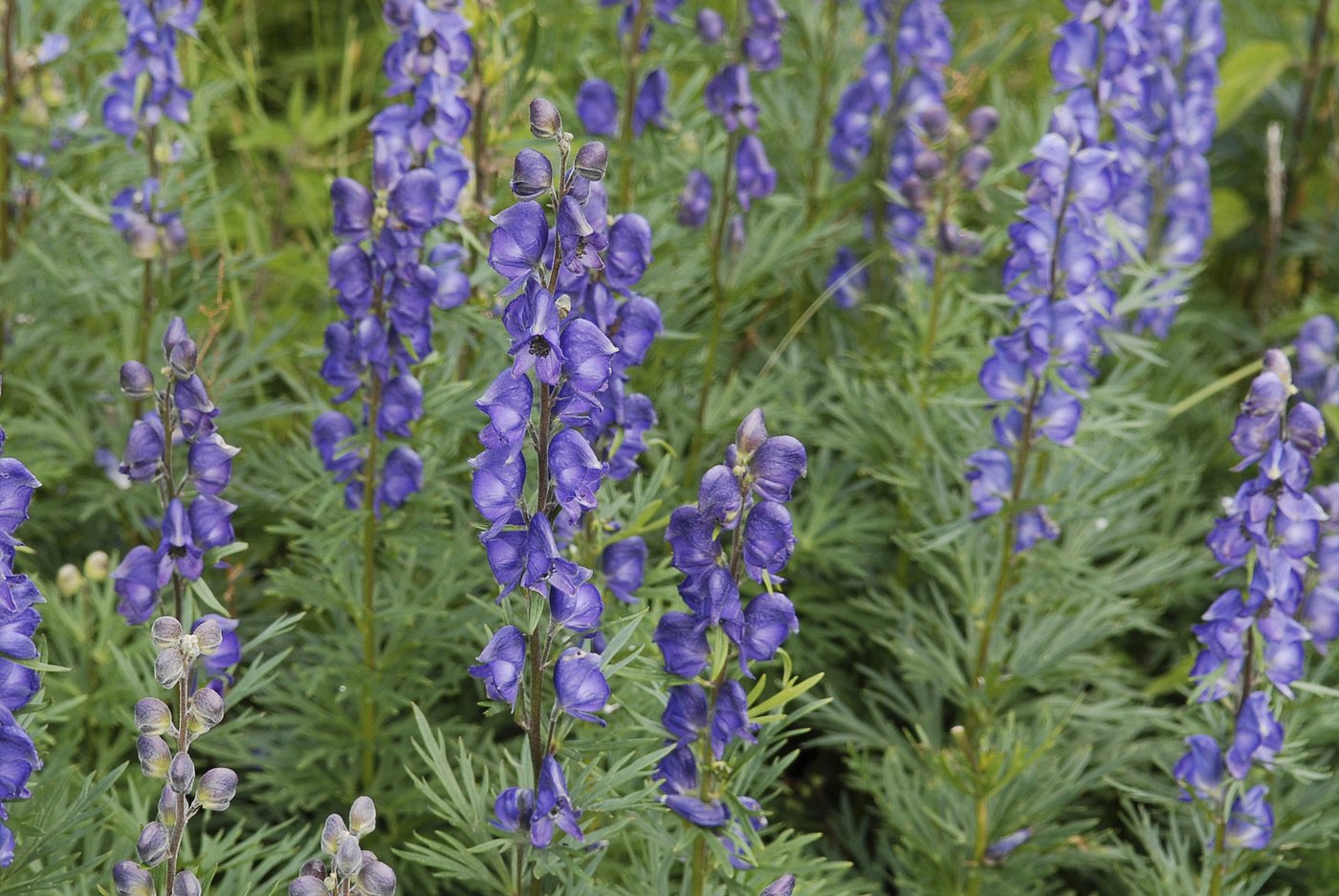 ... schnell und hoch wachsende Arten wie der Blaue Eisenhut beschatten kleinere Pflanzen und lassen sie absterben. (Foto: Hans Lozza, Schweizerischer Nationalpark) 