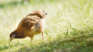 Die Mindestmastdauer für Knospe-Mastpoulets beträgt 63 Tage. Die durchschnittliche Tageszunahme darf bis zum 63. Alterstag maximal 27,5 g betragen.