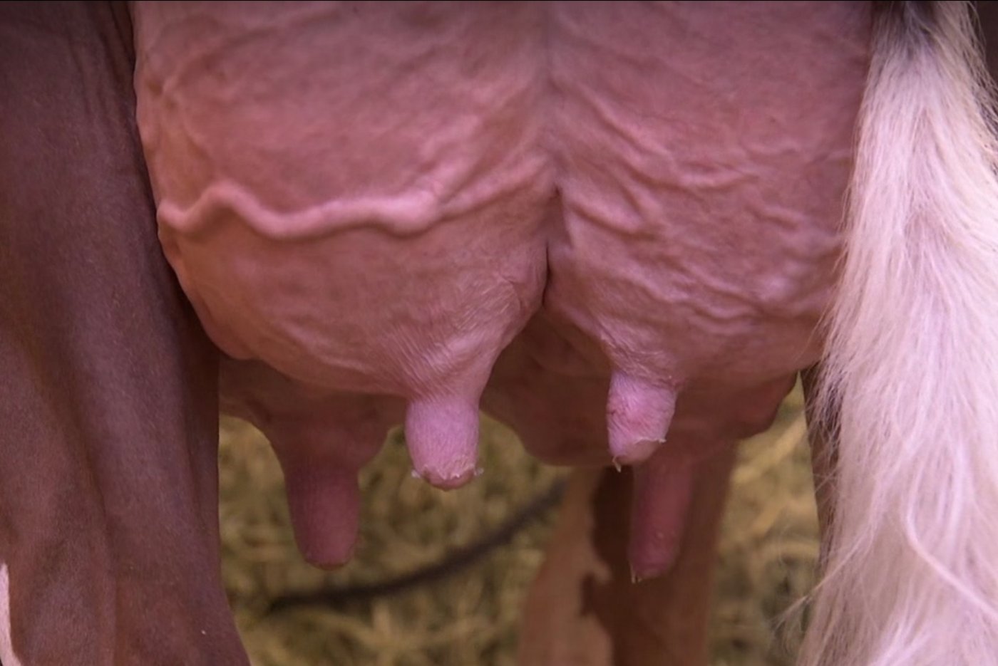 Der Nationalrat hat heute über ein Verbot des Zitzenverschliessens debattiert. (Bild Screenshot SRF)