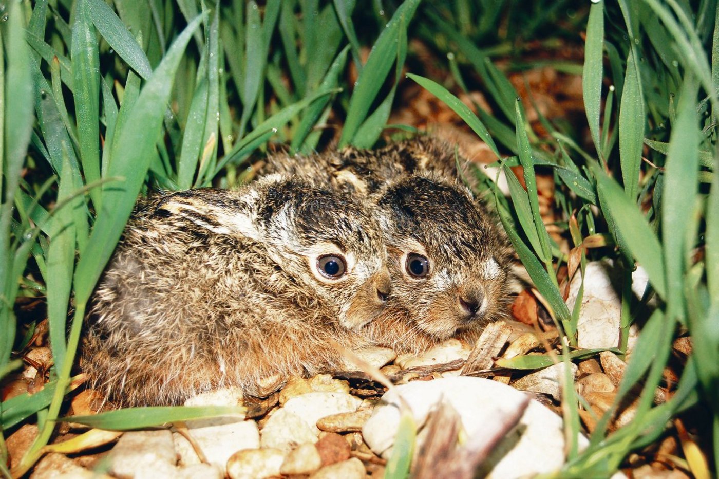 Feldhasen in Getreideflächen angrenzend an Hauptstrassen zu fördern ergibt wenig Sinn. Aber auch der Einsatz des Striegels im Getreide gegen Verunkrautung überlebt ein Nest kaum. Es gibt noch einige Baustellen zu bearbeiten. (Bild Nicolas Martinez)