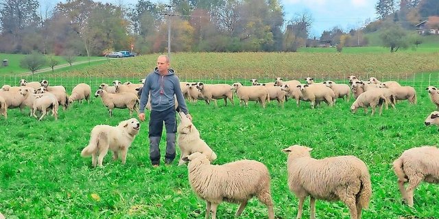 Marcel Frei aus Abtwil AG weidet seine Schafe in Bonstetten ZH. Seine Herdenschutzhunde sind steuerbefreit. 