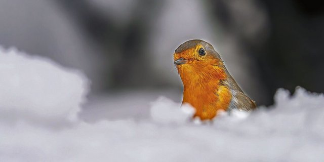 Heute würde man das Brustgefieder eher als orange statt als rot beschreiben. Die Farbbezeichnung im Namen des Rotkehlchens hat aber historische Gründe.  