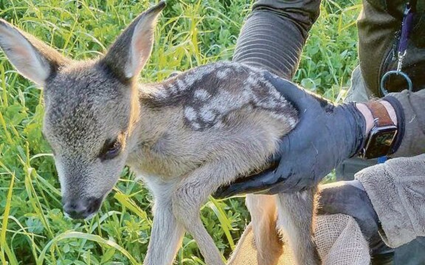 Kleine Rehkitze konnten leicht erwischt werden. Das Einfangen von grösseren verlangte etwas mehr Fitness.