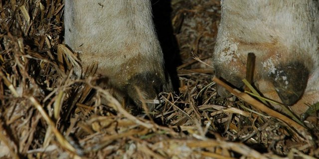  Ein trockenes und sauberes Läger wirkt sich positiv auf die Klauengesundheit aus. (Bild Armin Emmenegger)