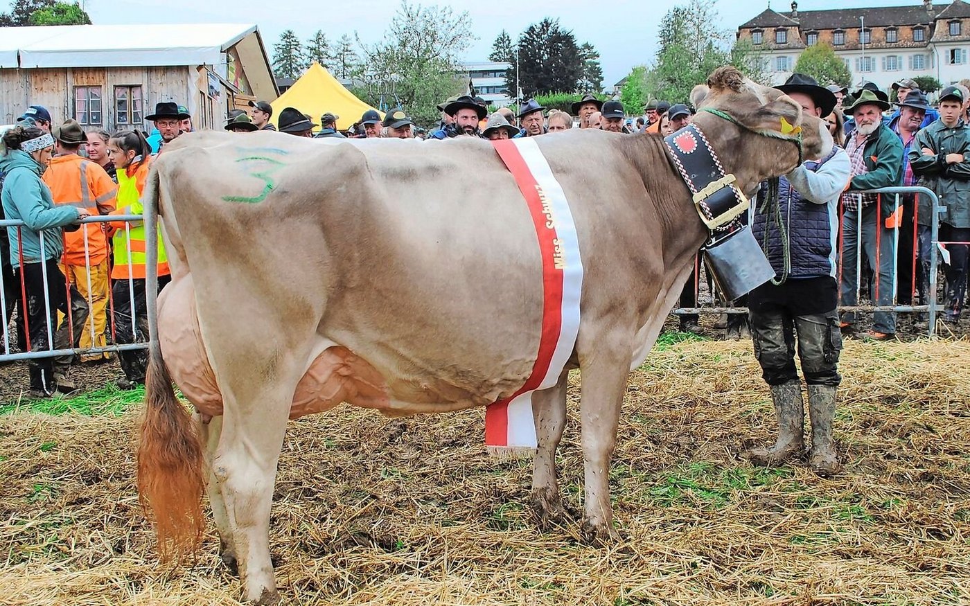 Gabi, die amtierende Miss Muotathal der GG Plattenbach Muotathal, wurde auch Miss Schwyz BS.