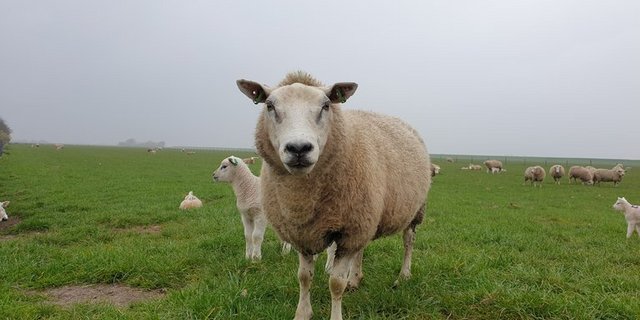 Die Moderhinke kommt bei jedem sechsten der untersuchten Schafe vor. (Symbolbild lid/ji)