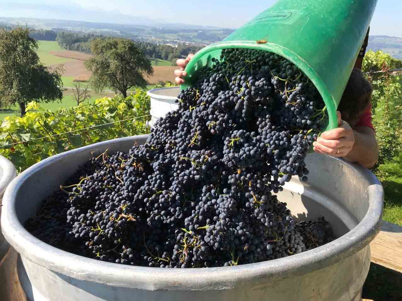 Luzern wurde mit satter Ernte beschenkt. (Dienststelle Landwirtschaft und Wald Kt. LU)