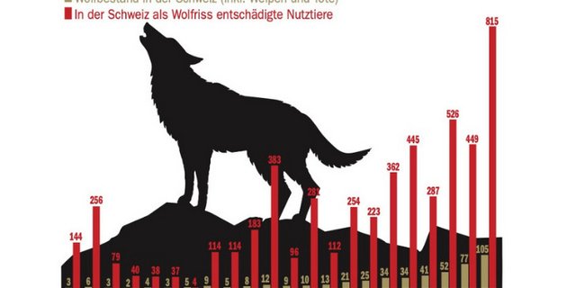 Bislang am meisten Wolfsrisse wurden letztes Jahr registriert. Die Daten werden von der Stiftung Kora erfasst.  (Grafik ng/Daten Kora)