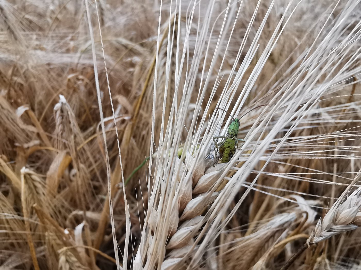 Der Schweizer Ackerbau muss unzählige Ansprüche erfüllen und steht vor grossen Herausforderungen. Die Zielkonflikte sind offensichtlich. (Bild sb) 