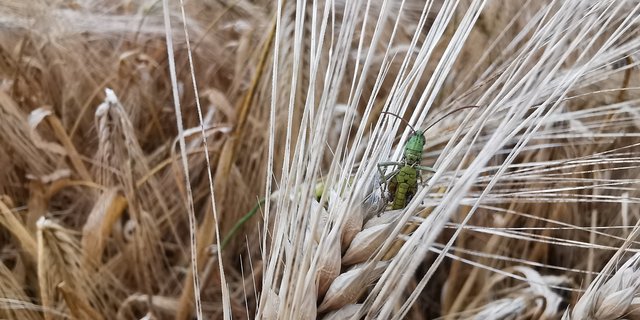 Der Schweizer Ackerbau muss unzählige Ansprüche erfüllen und steht vor grossen Herausforderungen. Die Zielkonflikte sind offensichtlich. (Bild sb) 