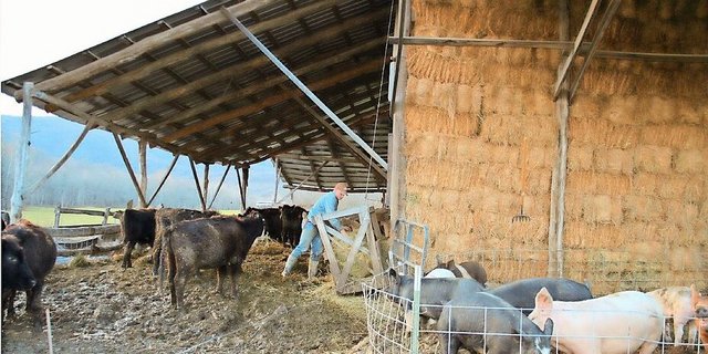Die Heuraufe lässt sich mit einem Flaschenzug nach oben ziehen. Denn die Rinder stehen während der Wintermonate im Stall auf einer wachsenden «kohlenstoffreichen Windel».