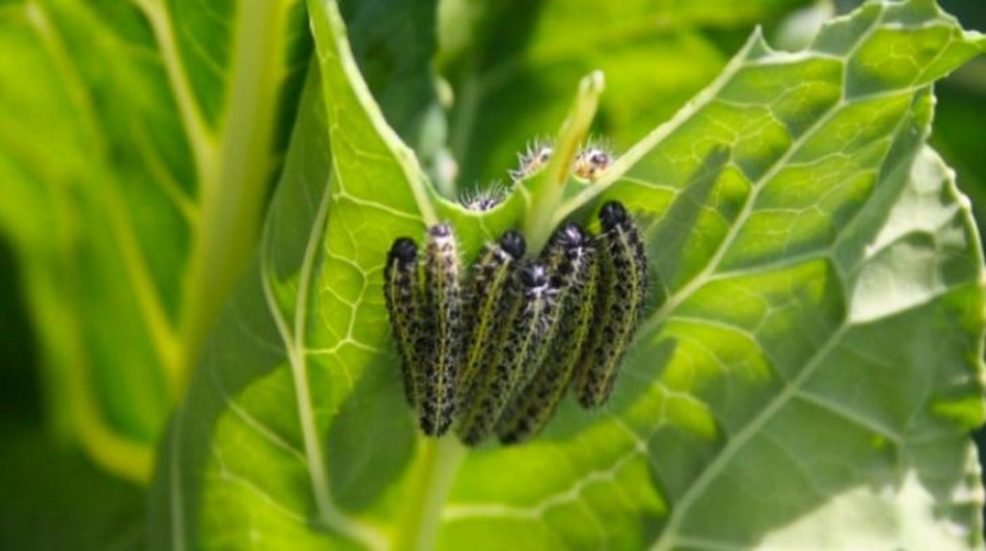 Wer knabbert am Blattgemüse? Auch Nachschlagewerke für die sichere Bestimmung von Schädlingen und Krankheiten werden im Merkblatt aufgeführt. (Bild FiBL)