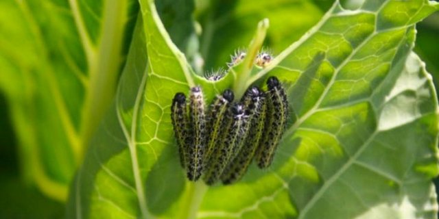 Wer knabbert am Blattgemüse? Auch Nachschlagewerke für die sichere Bestimmung von Schädlingen und Krankheiten werden im Merkblatt aufgeführt. (Bild FiBL)