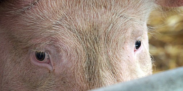 Für deutsche Schweinehalter sind die neuen Vorschriften zur Schweinehaltung in Deutschland «angeblicher und falsch verstandener Tierschutz», schreibt Topagrar. (Symbolbild Pixabay)