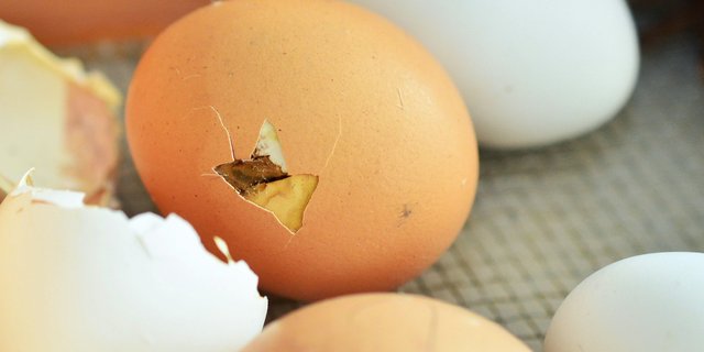 Die Hälfte der Schweizer Mastküken stammt von Bruteiern mit Schweizer Elterntieren ab. Die andere Hälfte wird importiert. (Bild pd)