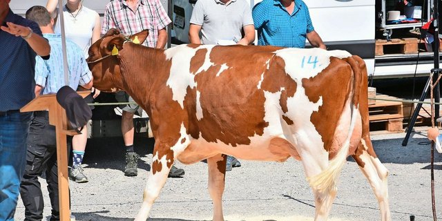 Den Spitzenpreis von 4800 Franken löste die wunderschöne Anthony Leandra, angeboten von Hans Wenger, Zwischenflüh. 