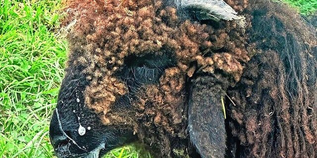 Die Blauzungenkrankheit befällt Kleinwiederkäuer und verursacht zum Beispiel vermehrtes Speicheln, Fieber oder Lahmheit.