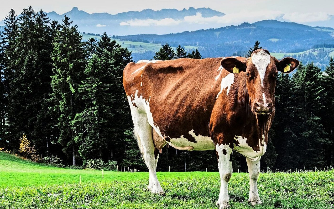 Im Emmental, der Heimat der Kühe, ist Samuel Kohler aufgewachsen. Sein berufliches Wirken galt dem Rindvieh – und über viele Jahre auch der Bildung. 
