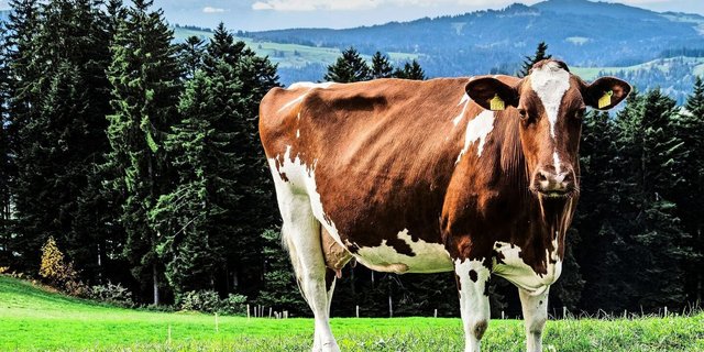 Im Emmental, der Heimat der Kühe, ist Samuel Kohler aufgewachsen. Sein berufliches Wirken galt dem Rindvieh – und über viele Jahre auch der Bildung. 