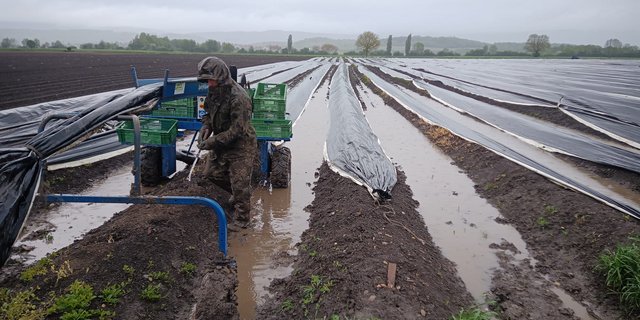Die Spargelernte wird durch die Nässe und Kälte beeinträchtigt. (Bild BauernZeitung)