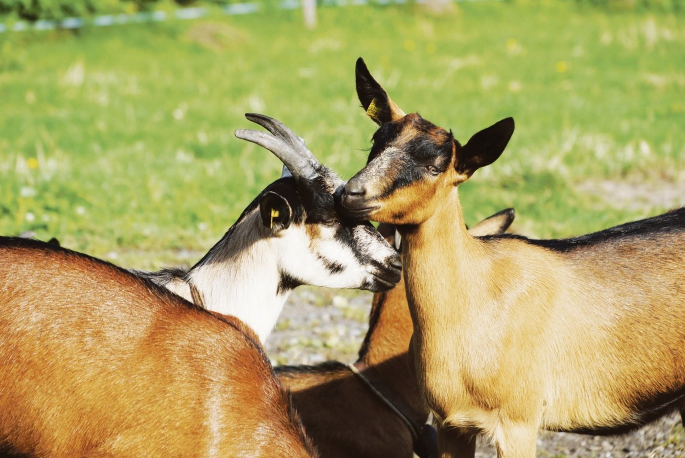 Wenn die Ohrmarken sorgfältig angebracht werden, gibt es keine Infektionen.(Symbolbild rae)