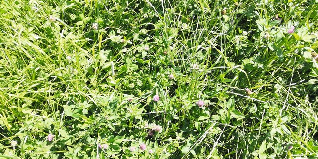 Der Klimawandel verlangt anpassungsfähige Wiesenpflanzen zum Erhalt einer dichten, tragfähigen und ertragsstarken Grasnarbe. Bild: Inforama