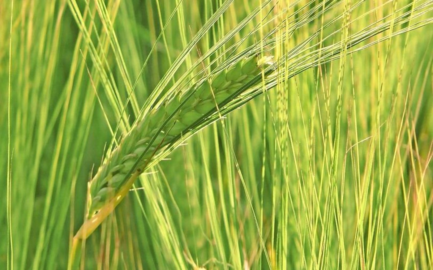 Die Gerstenliste umfasst für 2026 12 Sorten.