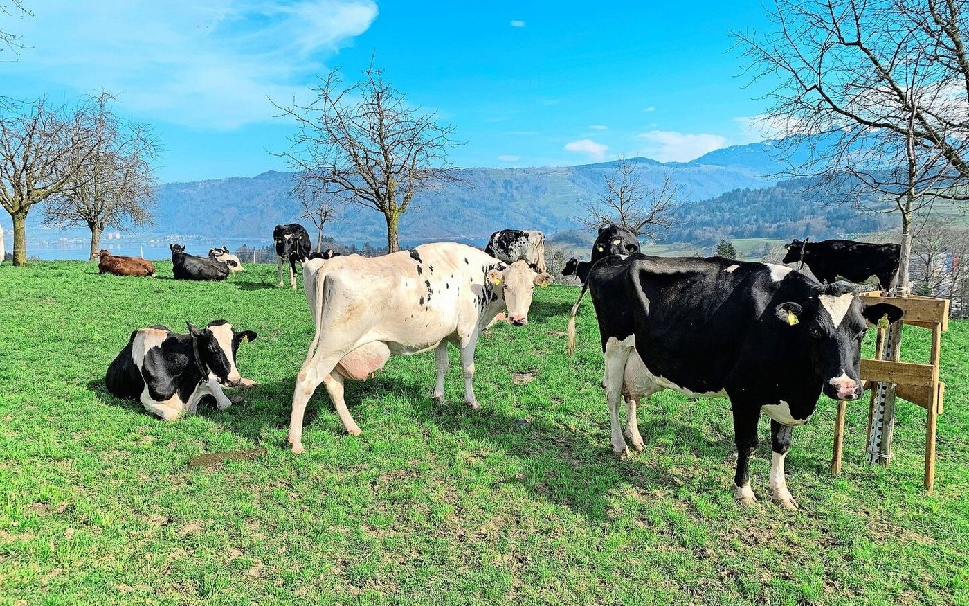 Weidebeginn für Rindvieh: Nur noch bis Ende März gelte die vektorfreie Periode, ab dann müsse mit mehr Mücken gerechnet werden, welche die Blauzungenviren übertragen. 