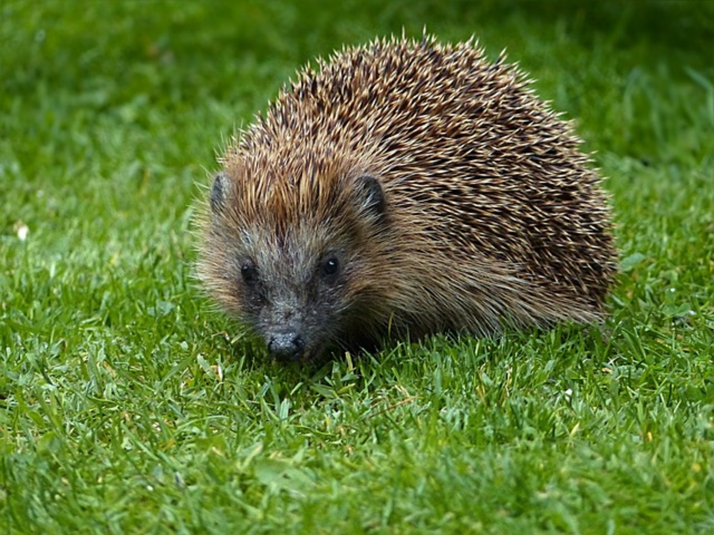 Volkszählung der Schweizer Igel weist geografische Lücken auf. (Bild Pixabay)