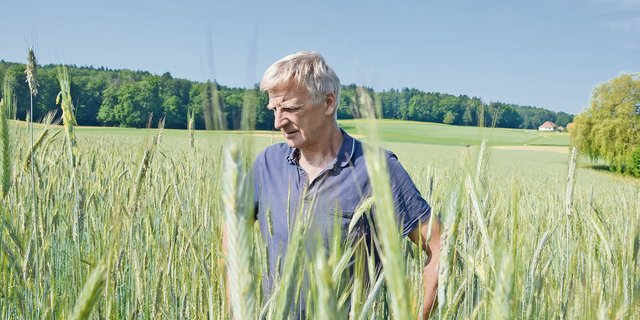 Peter Wüthrich im Roggenfeld. Bis zur Ernte werde der Bestand noch höher. (Bilder Peter Fankhauser)