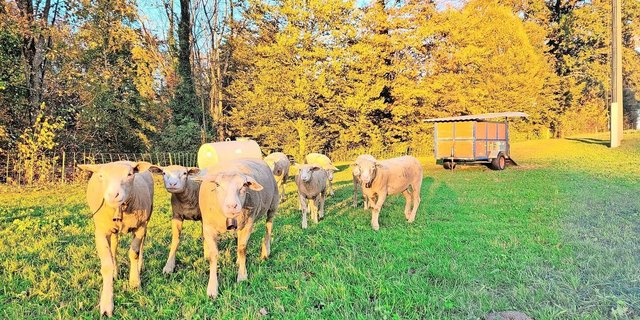 Umstellung: Die Weiden geben im Herbst zunehmend weniger her und die Zufütterung mit Heu oder Silagen wird unumgänglich.