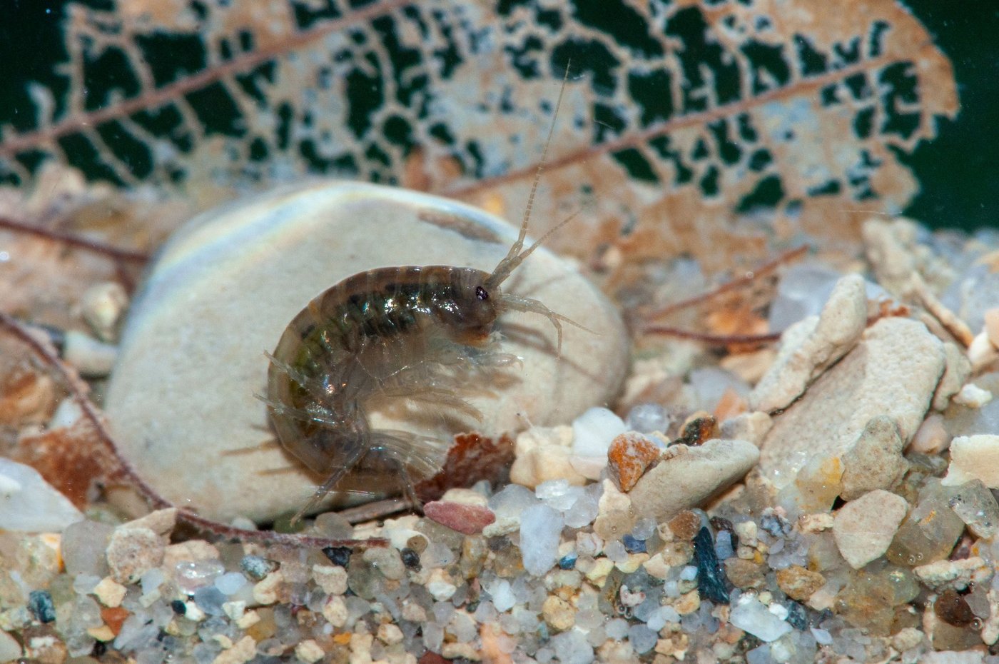 Der Bachflohkrebs (Gammarus fossarum) ist das Tier des Jahres 2021 von Pro Natura. (Bild Verena Lubini)
